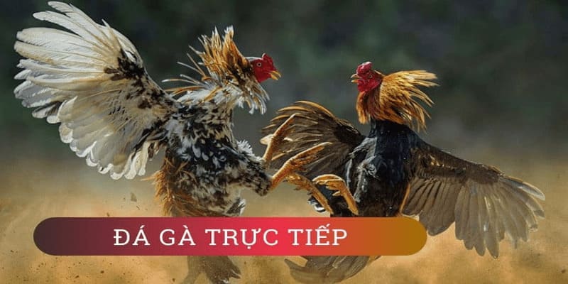 Hãy biết cách quản lý vốn cược khi chơi đá gà cựa sắt tại các nhà cái